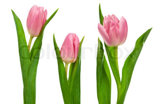 Single, pink, tulip | Stock Photo | Colourbox