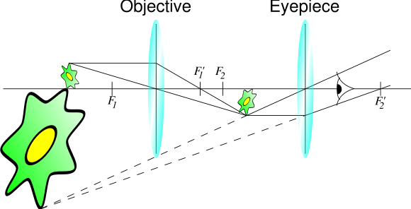 Optical microscope