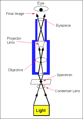 The Compound Light Microscope