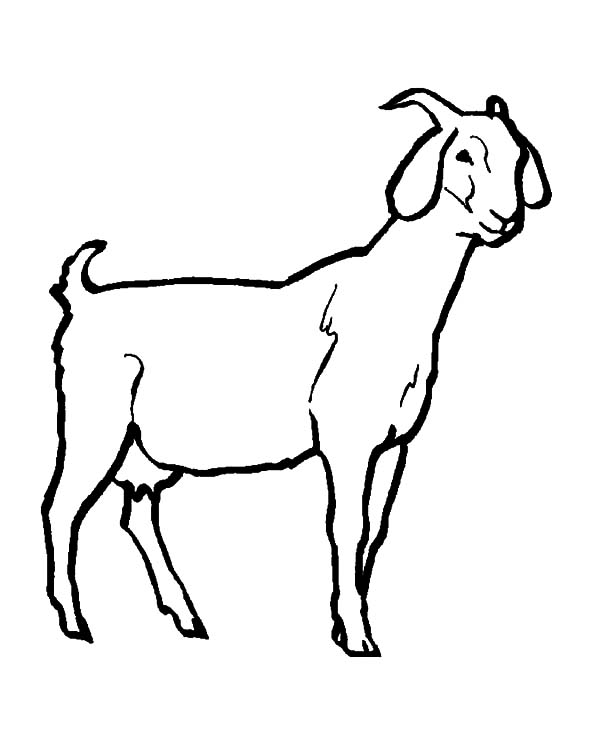 Livestock Goat Coloring Pages | Color Luna