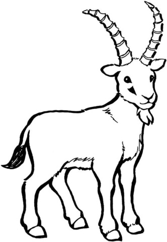 Wild Goat coloring page | Free Printable Coloring Pages