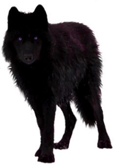 Black Wolf Precut