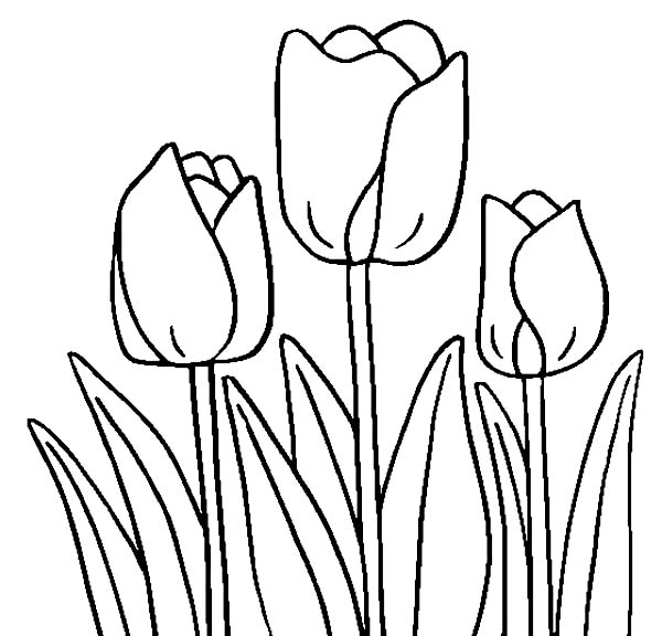 Tulip Coloring Pages | Print Color Craft