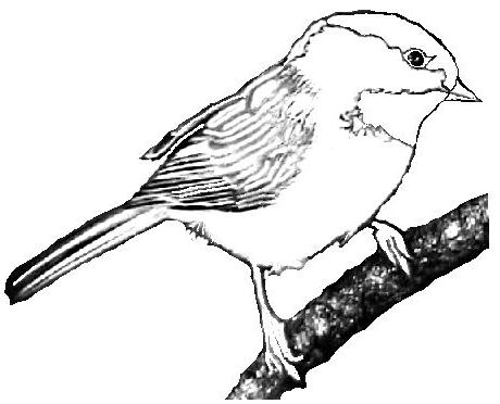 Chickadee Bird Coloring Pages - ClipArt Best