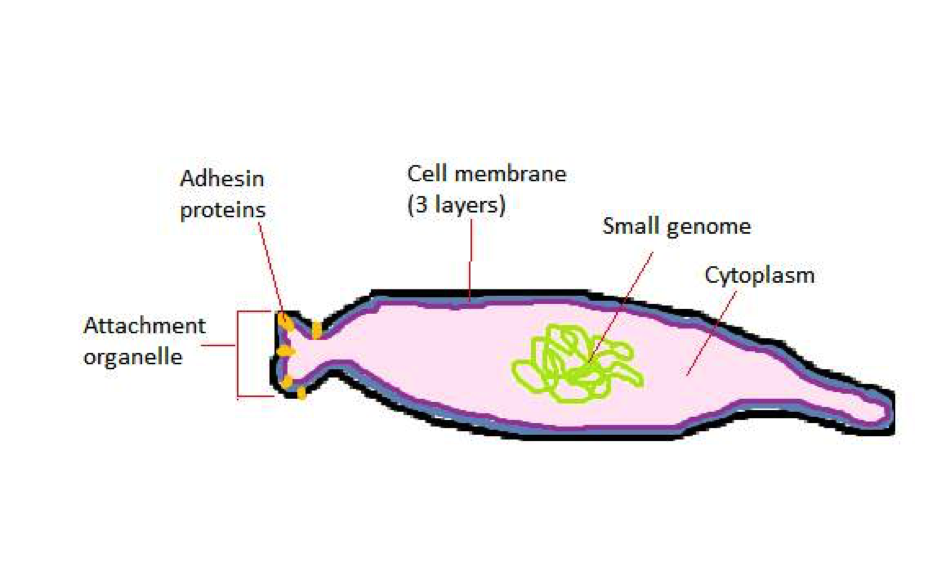 Mycoplasma pneumoniae | Mechanisms of Pathogenicity