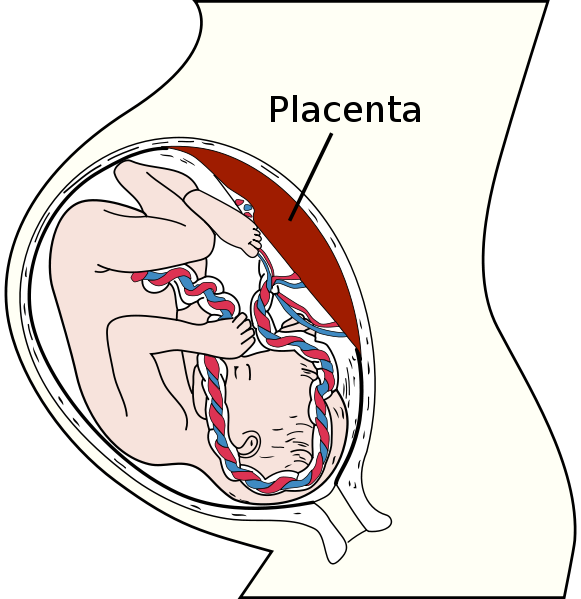 Labeled Male Reproductive System Diagram - ClipArt Best