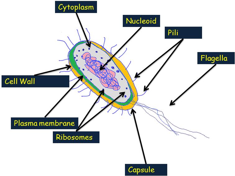 Prokaryote Clipart | Free Download Clip Art | Free Clip Art | on ...