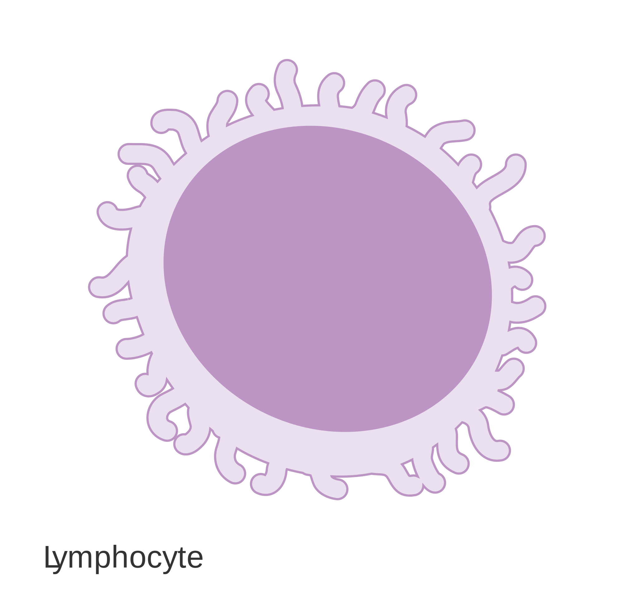 File:Diagram of a lymphocyte CRUK 024.svg