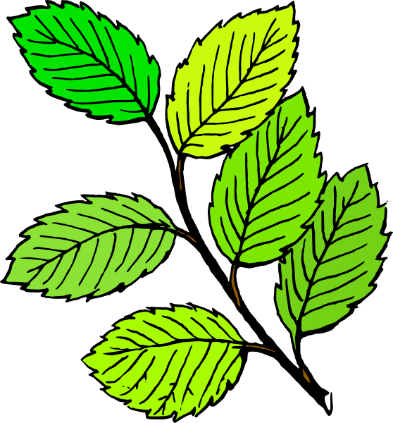 Cartoon Leaf Clipart