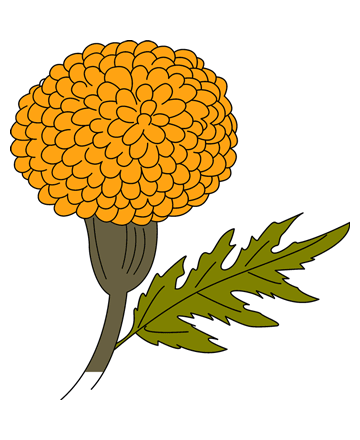 Marigold Coloring Pages for Kids to Color and Print