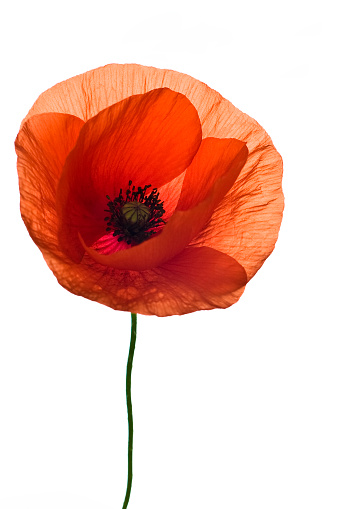 Poppy Pictures, Images and Stock Photos