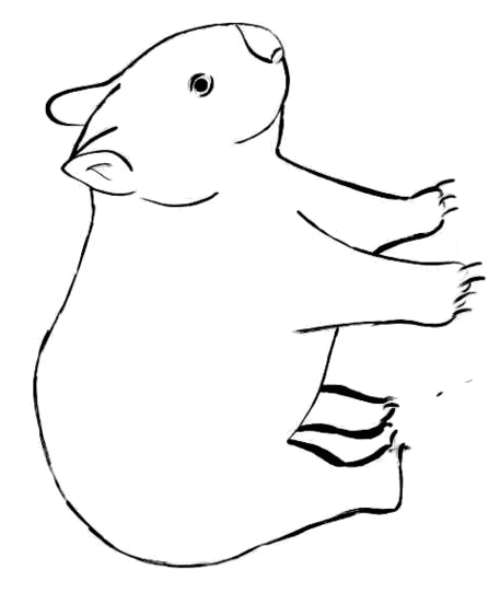 Outline Of A Wombat Clipart - Free to use Clip Art Resource