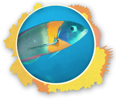 Maui Reef Fish Guide - The Snorkel Store