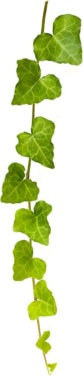 How English Ivy Helps Reduce Mold in Your Home