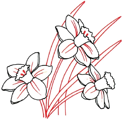 How to Draw Daffodils – Line Drawing | My Nature Book