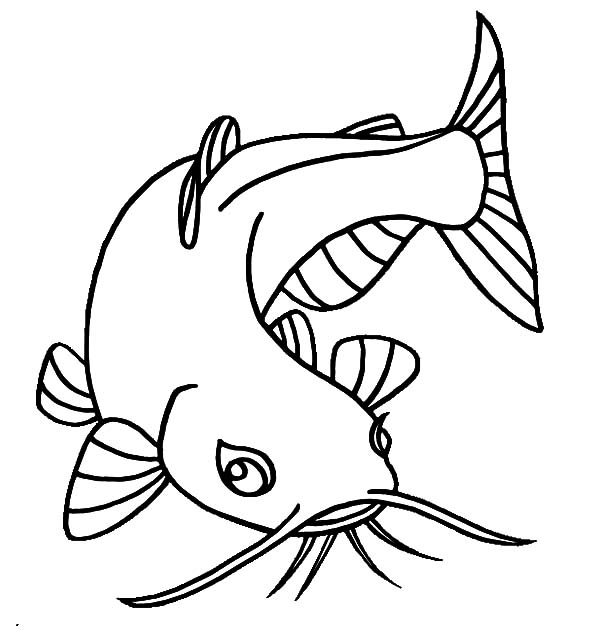 Pencil Sketch Catfish Coloring Pages | Best Place to Color