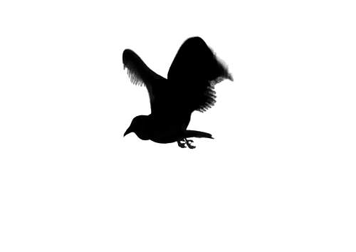 flying bird outline tumblr