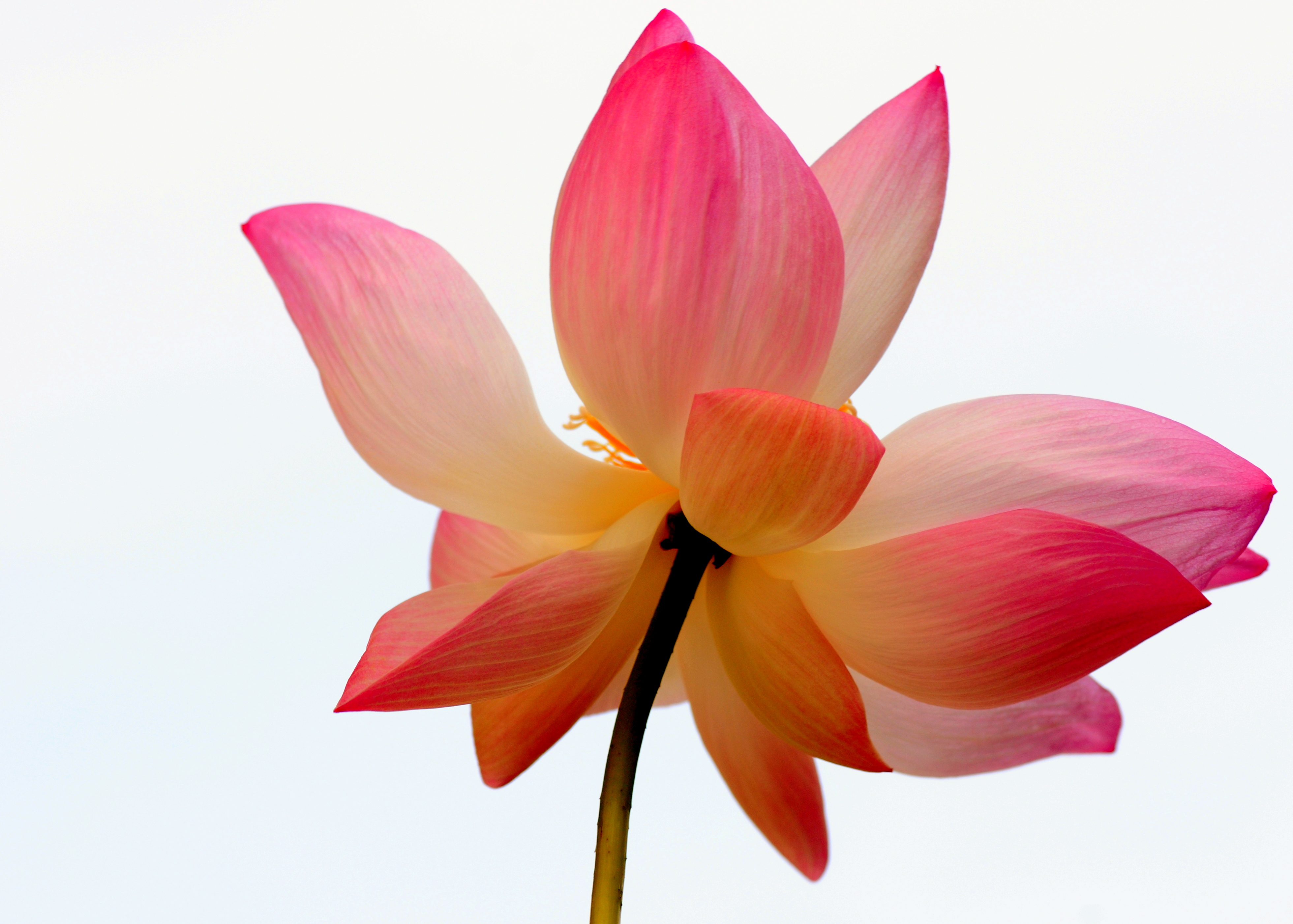 Lotus flowers, Google and Search
