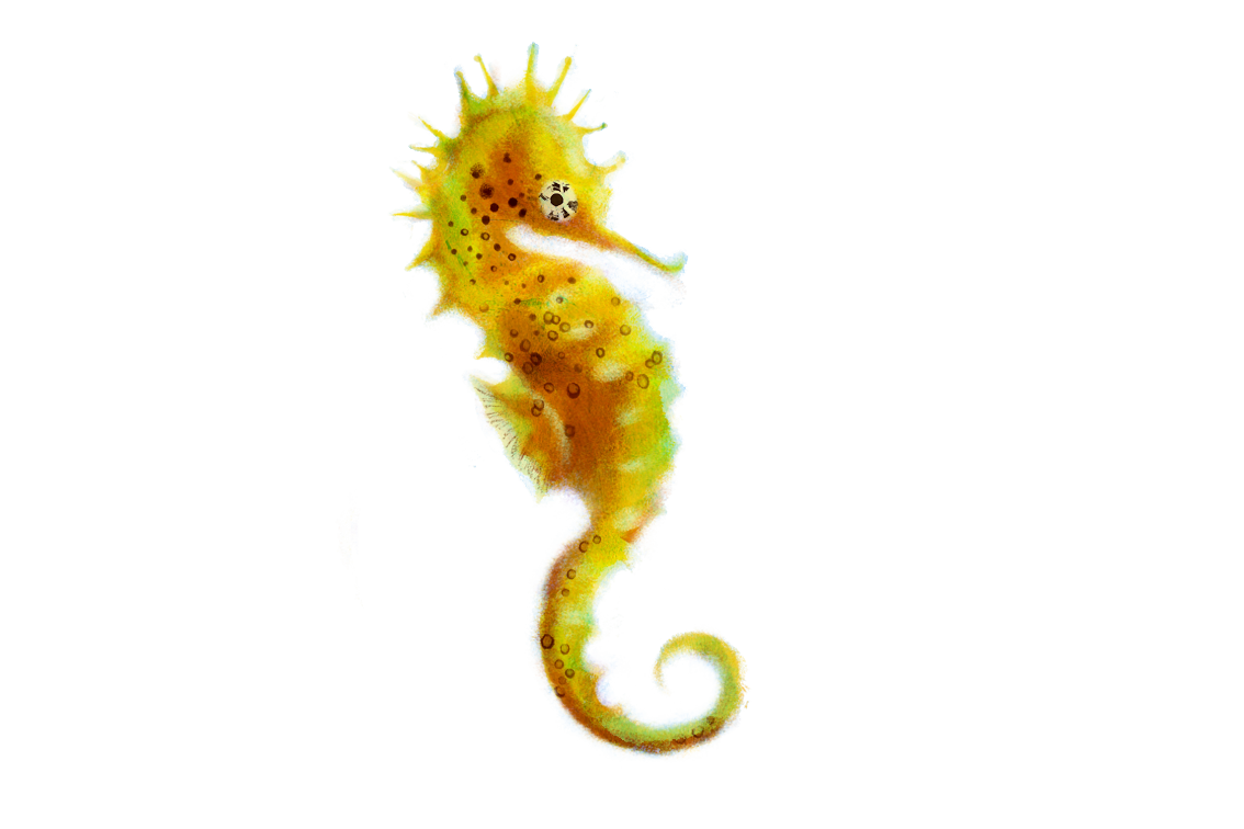 Seahorse PNG Transparent Images | PNG All