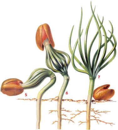 A Seed Takes Root at arborday.