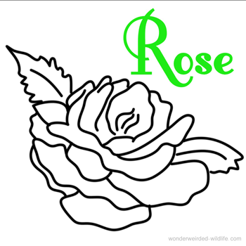 Flower Coloring Sheets A-Z,Free Printable Flower Coloring Pages