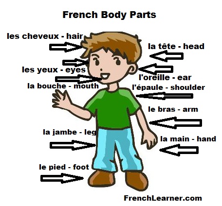 French Body Parts