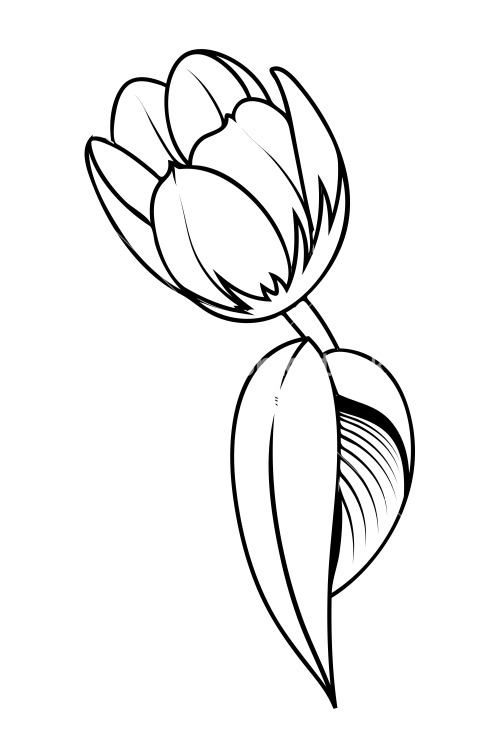 Tulip Sketch | Drawing Images
