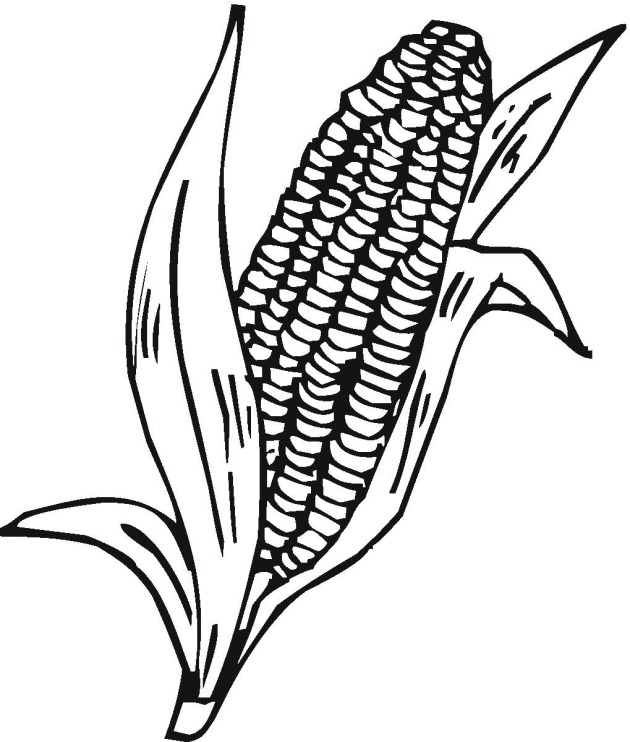 Corn Stalk Coloring Page