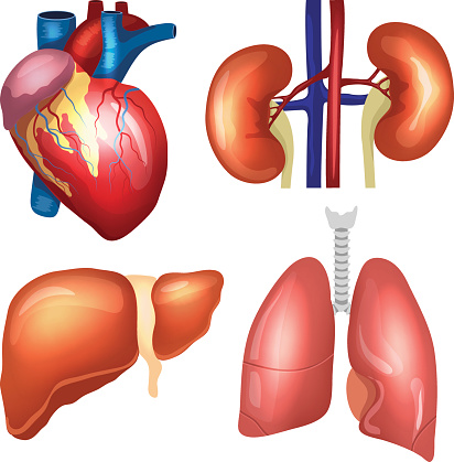 Realistic Human Organs Heart, Lungs, Kidneys, Vector Illustration ...