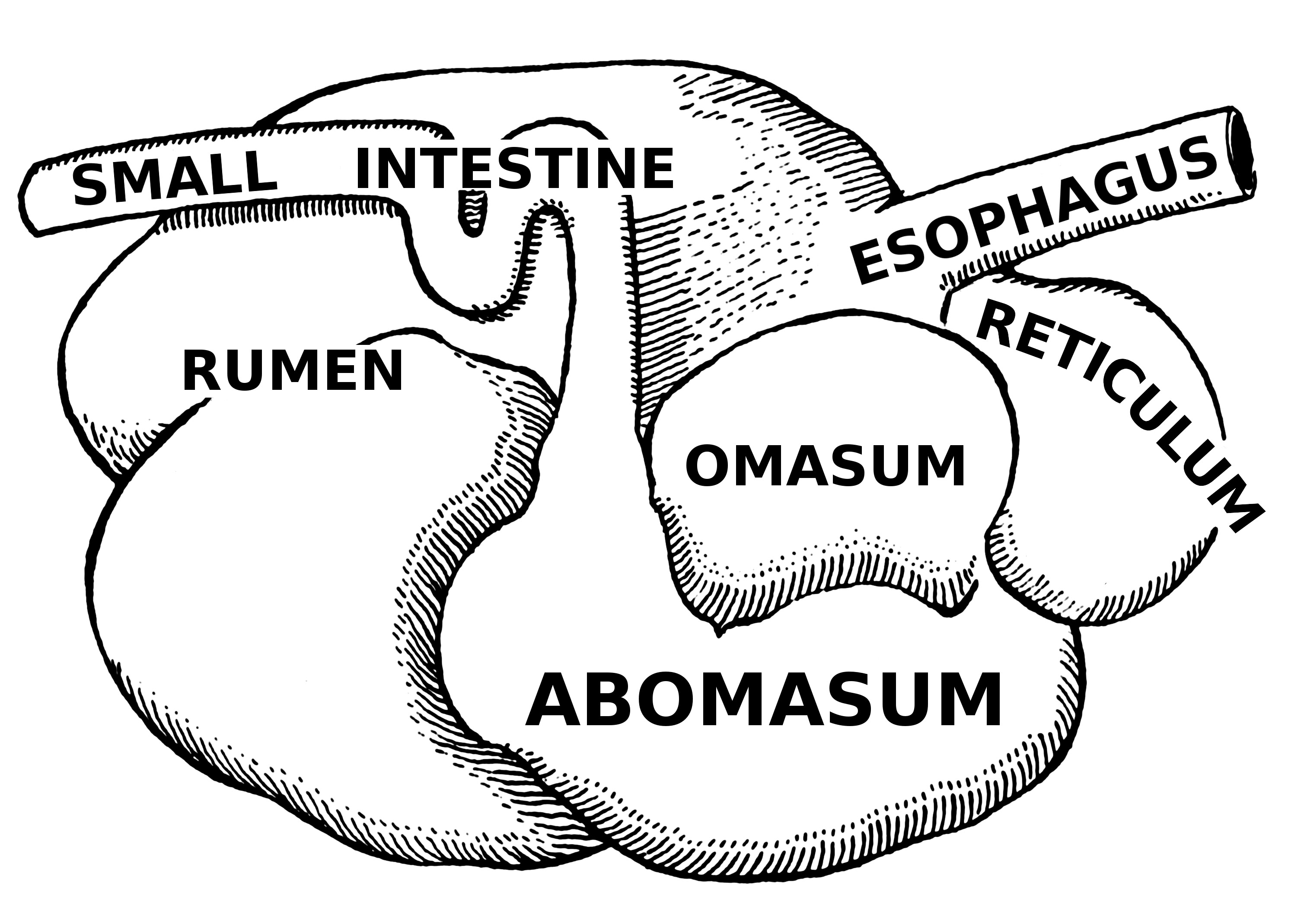 ruminant-digestive-system-clipart-best