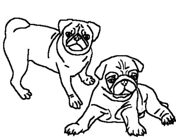 pugs Colouring Pages (page 2)