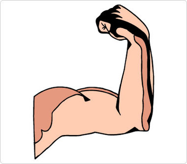 Biceps Clipart Clipart - Free to use Clip Art Resource - ClipArt Best