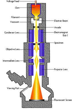 Cell Theory Electron Microscope diagram