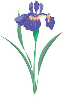 Iris Flower 2, Vector Graphic - Clipart.me