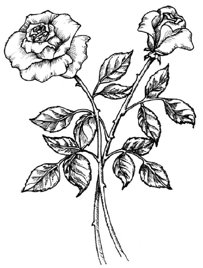 ferdinand nickerson: When drawing a rose