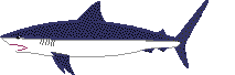 animated_mako_shark.gif