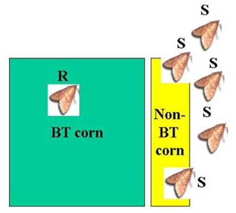 Transgenic Crops – An Introduction and Resource Guide