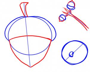 Trees - How to Draw an Acorn, Oak Nut