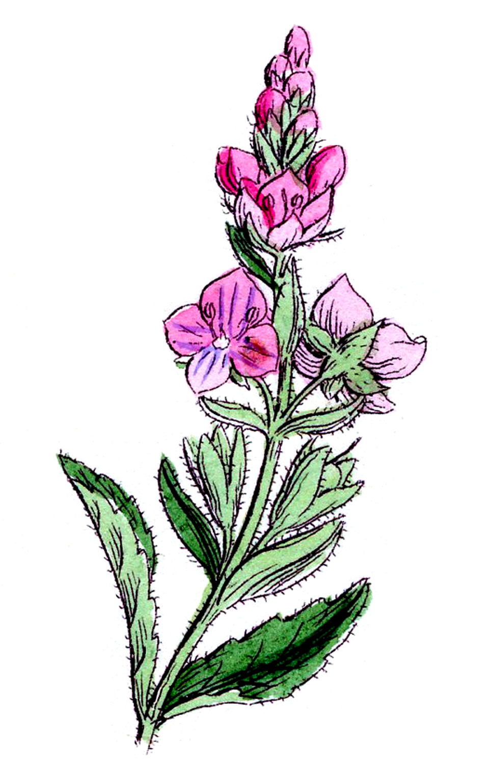 Botanical Clip Art - ClipArt Best