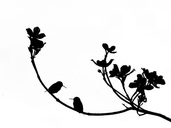 Birds In Silhouette Hummingbird Black White Bird Art Print ...