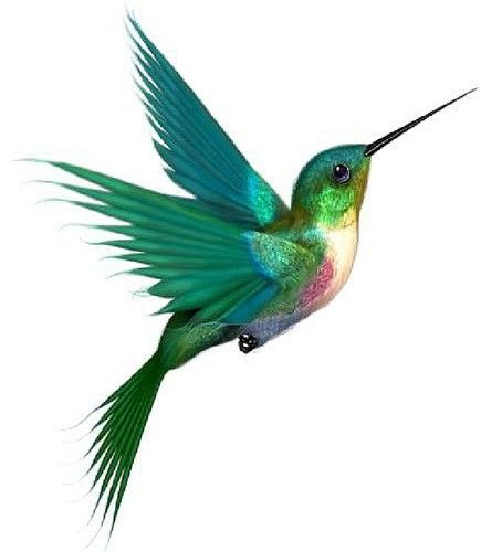 Hummingbird Drawing | Cool Images ...