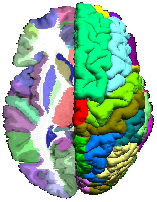 surface/volume registration | BrainSuite