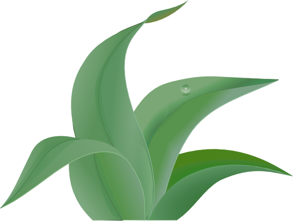 Rainforest leaves clipart