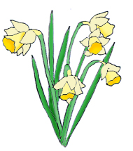 Daffodils Sketch Clipart