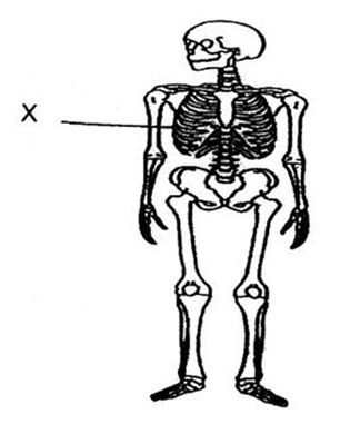 Blank Human Skeleton Diagram - ClipArt Best
