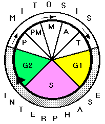 Molecular Control Of The Cell Cycle - ClipArt Best