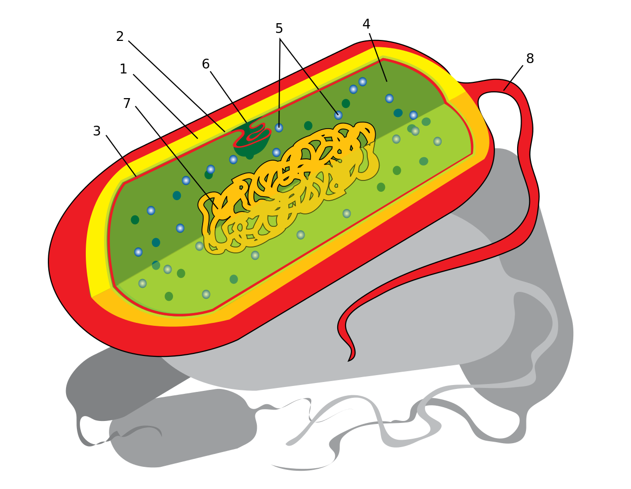 File:Prokaryote cell diagram international.svg