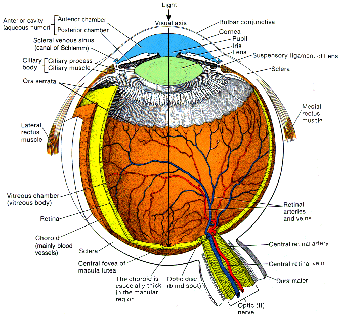 HUMAN EYE | dilansuranga2