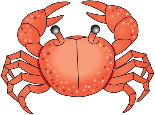 CRAB6.jpg 504Ã?375 pÃ­xeles | INFANTILES | Pinterest | Crabs ...