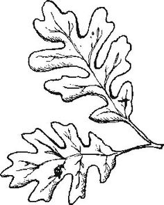 Oak Leaves Drawing - ClipArt Best